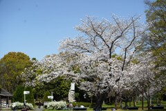 人それぞれの花見