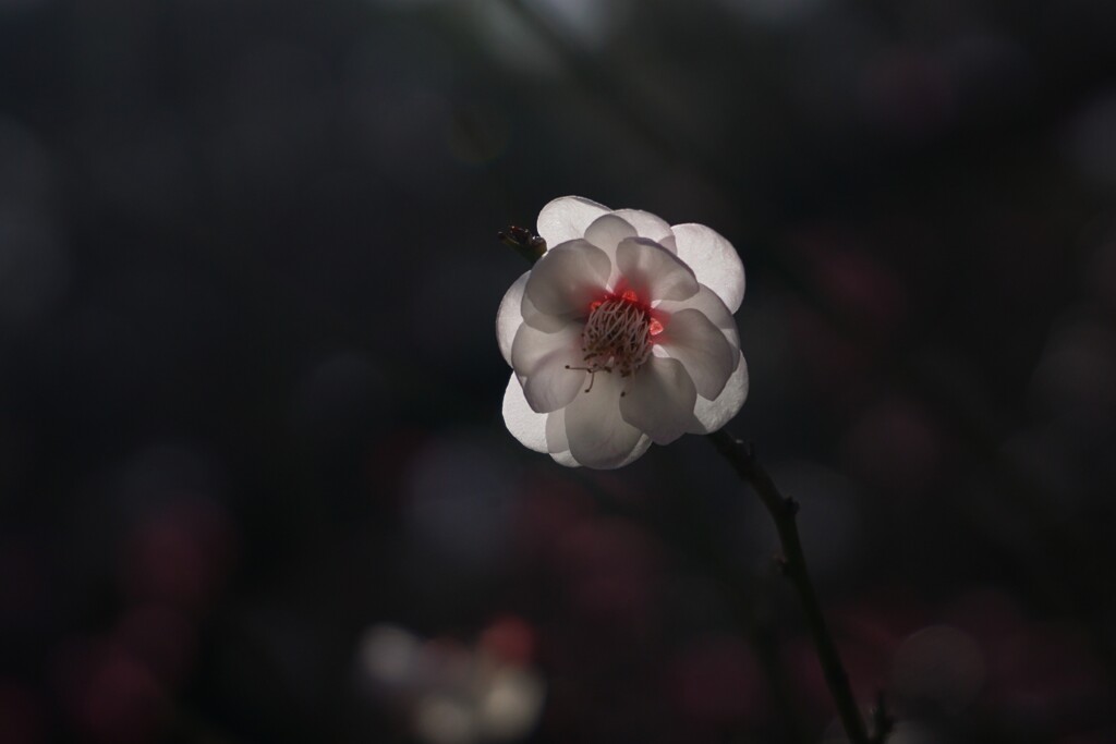 大阪城梅園 2
