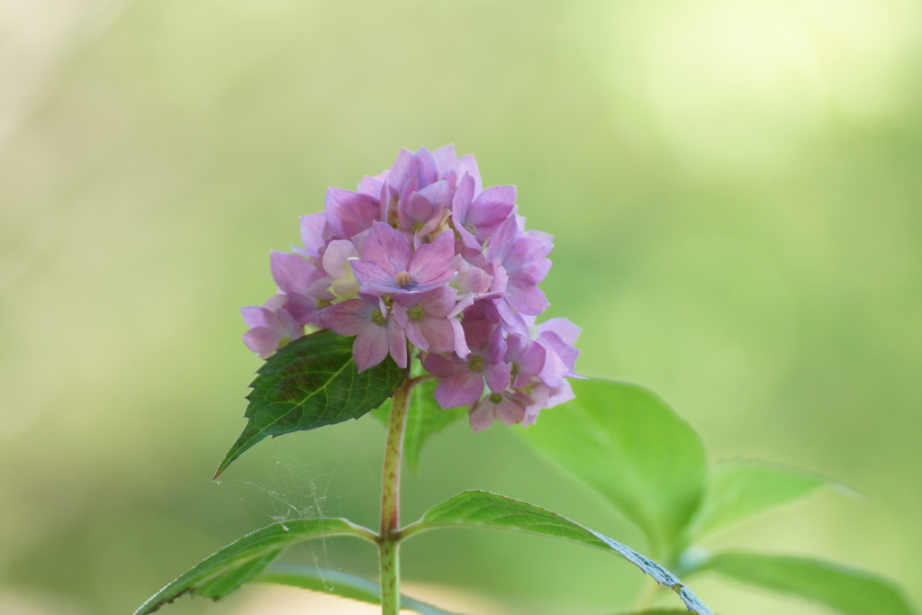 一人紫陽花