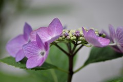 我が家の紫陽花 ２