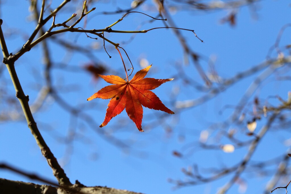 一点の紅