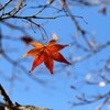 一点の紅