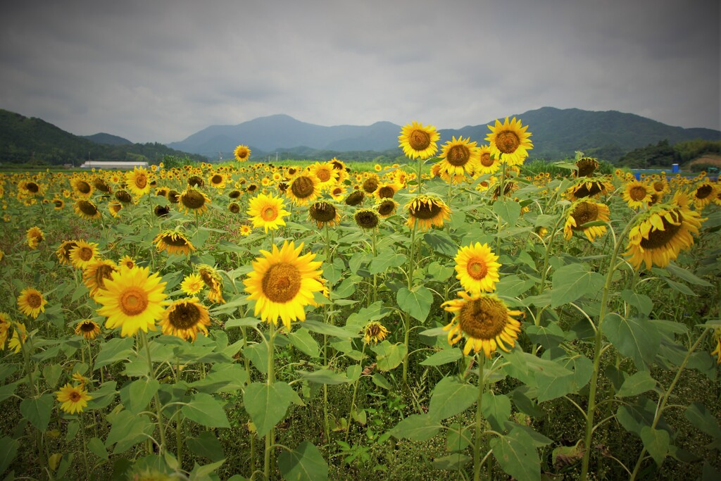 夏はやっぱり黄色 ①