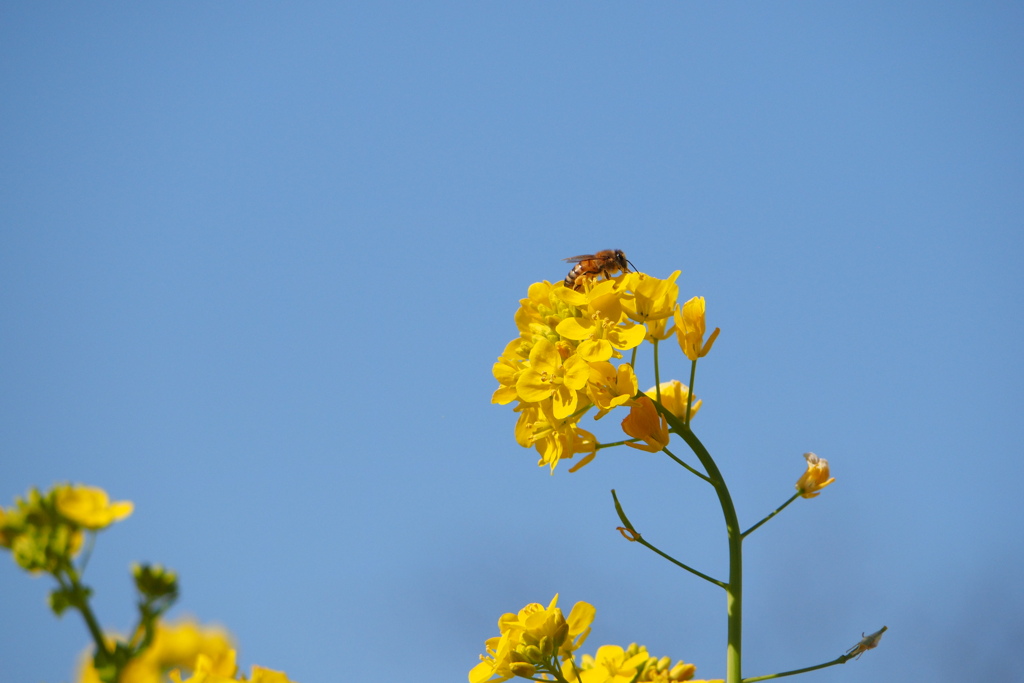 青空と菜の花