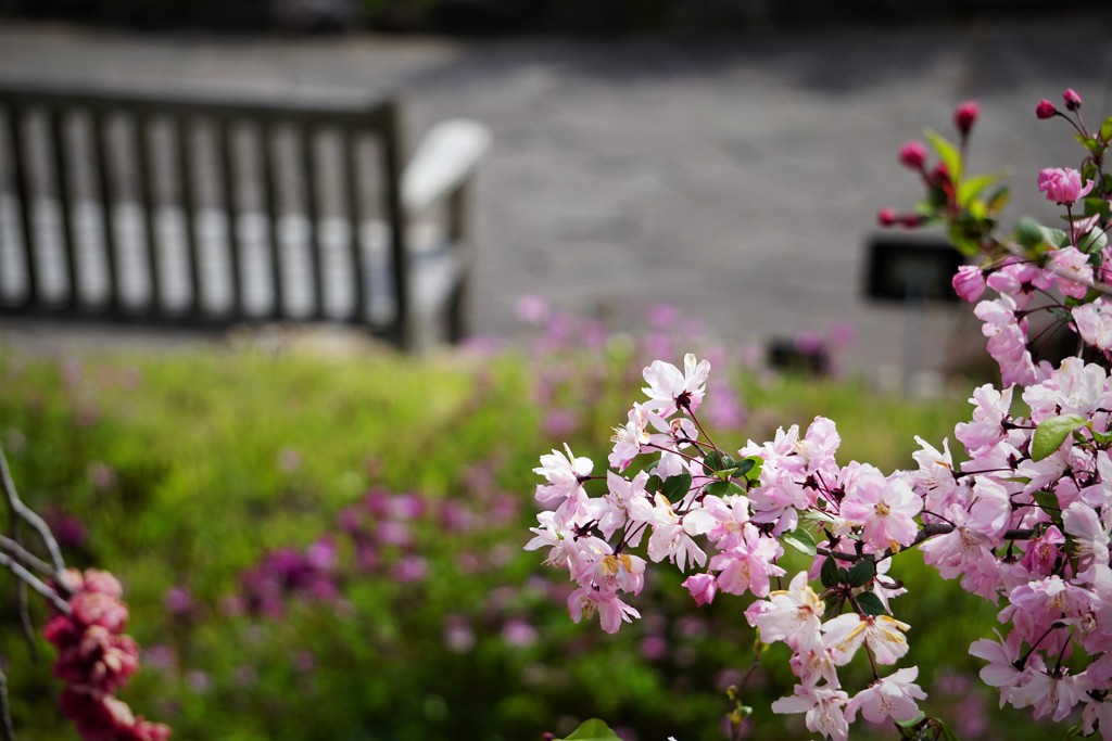 ベンチと桜