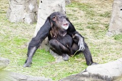 天王寺動物園から猿　なんもしたくねえ