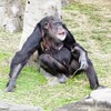 天王寺動物園から猿　なんもしたくねえ