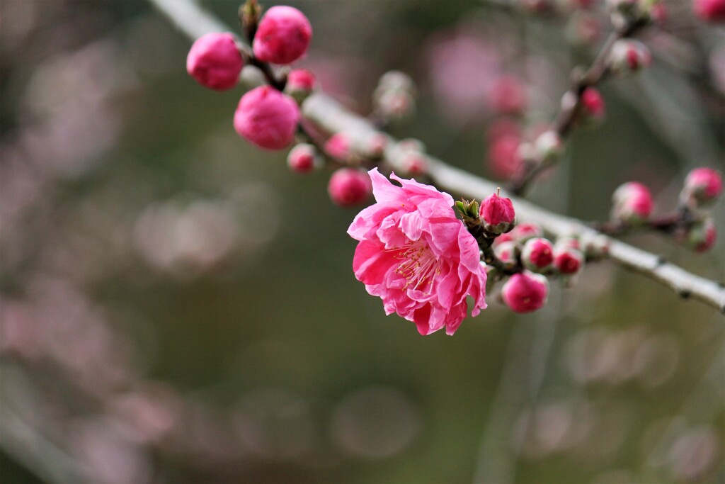 桃も開花