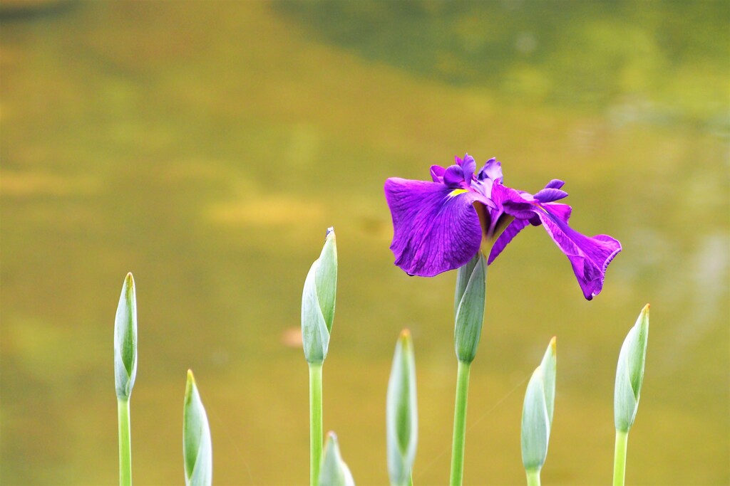 菖蒲