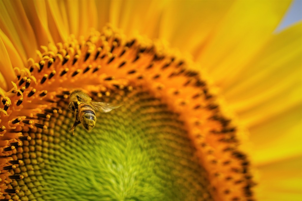 向日葵と蜜蜂 ②
