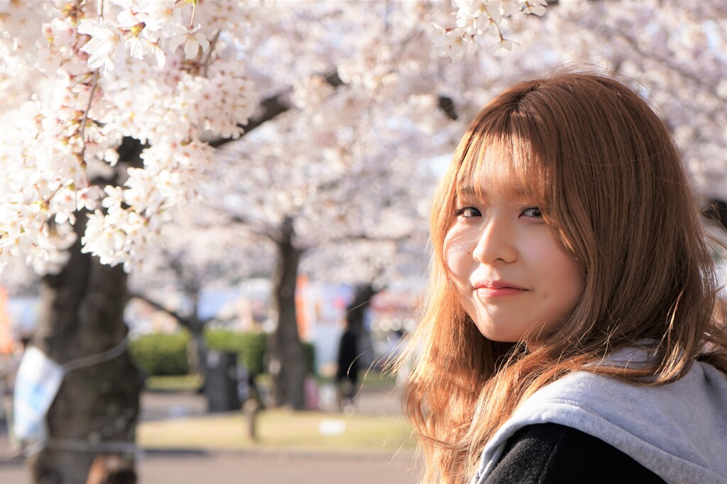 桜