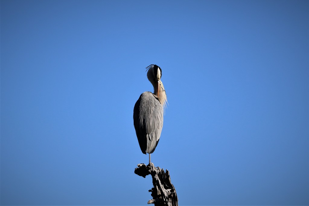 野鳥撮りに行ってきました（アオサギ）