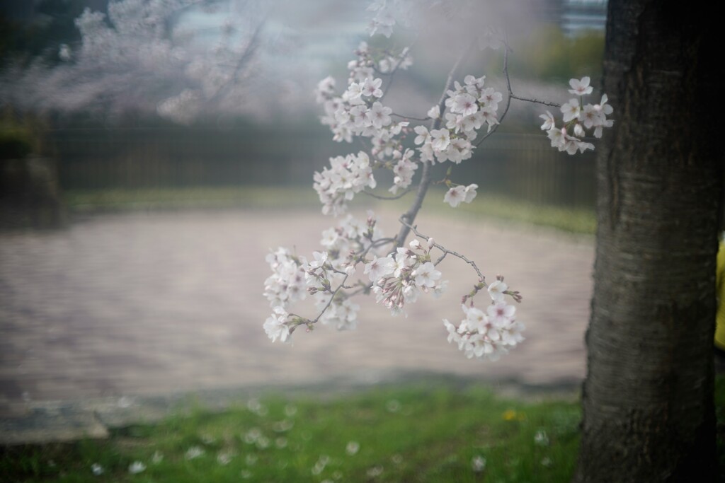 花曇り