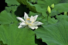 白蓮 ２