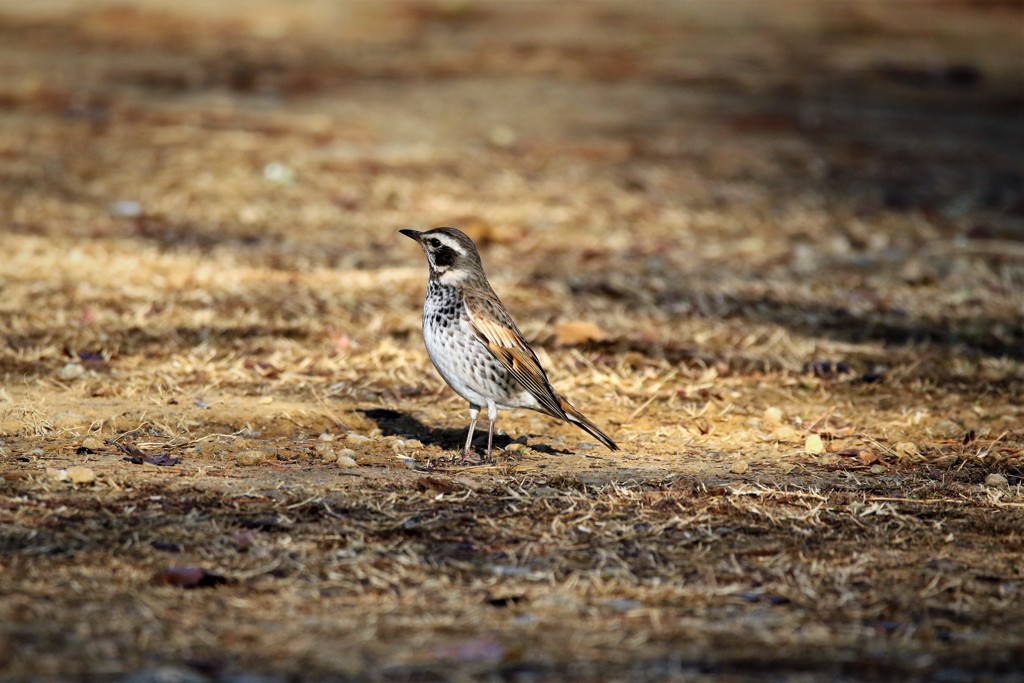 野鳥撮りに行ってきました（ツグミ) 2