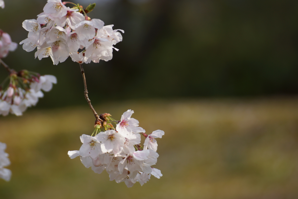 夕日桜