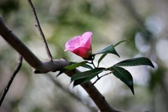 ハイな椿