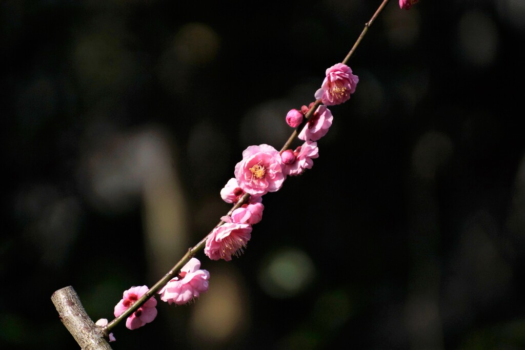まっすぐに咲きます