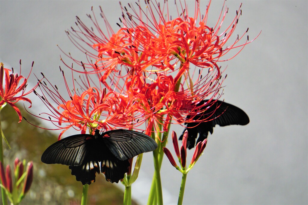 蜜花の取り合い