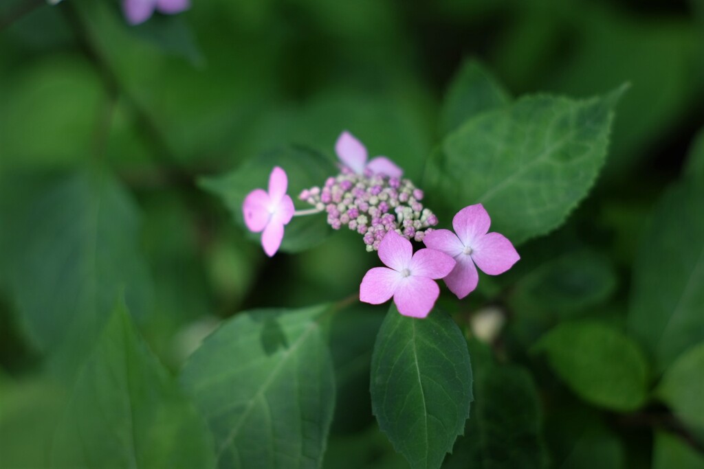 咲き始めの紫陽花