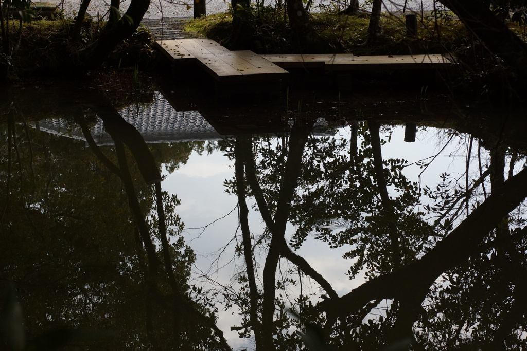 水面の中の木々