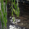 京都の柳