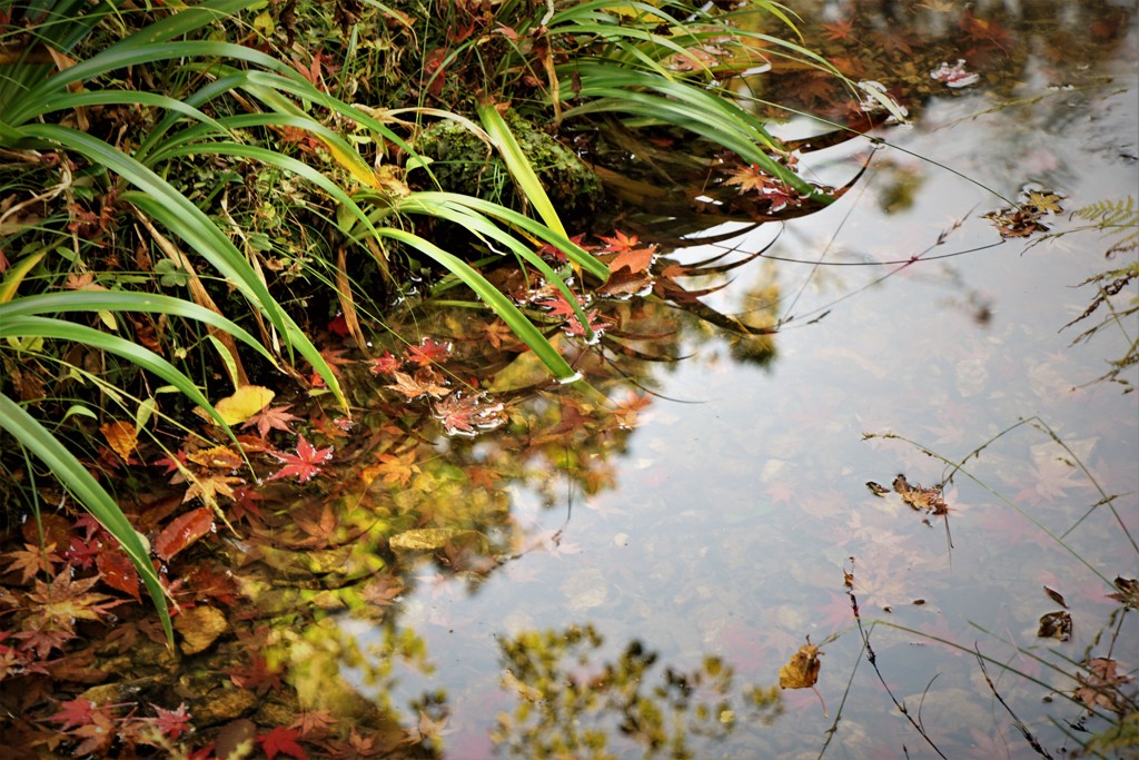 水面の落葉