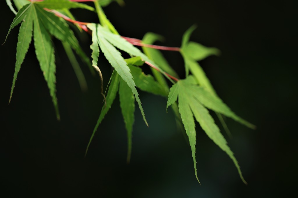 斜光