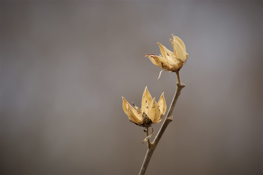 枯れ花