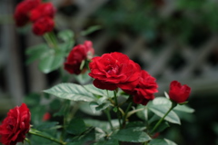 赤い薔薇達