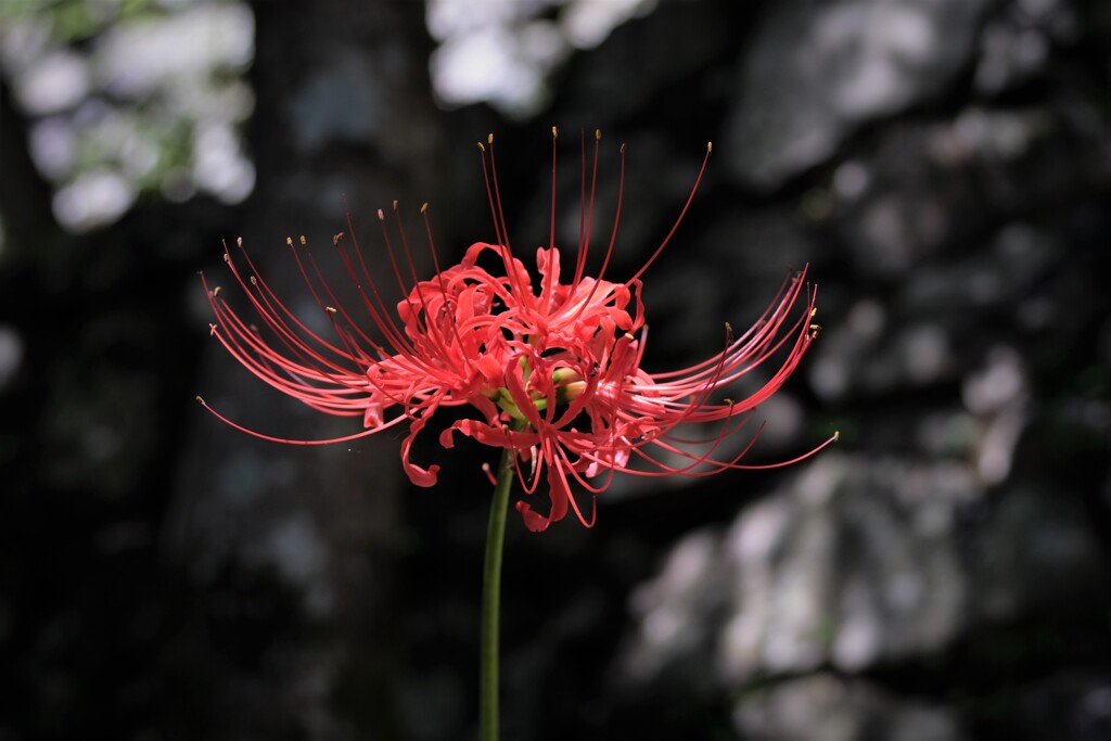 曼珠沙華
