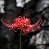 曼珠沙華
