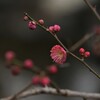 咲き始めた紅梅