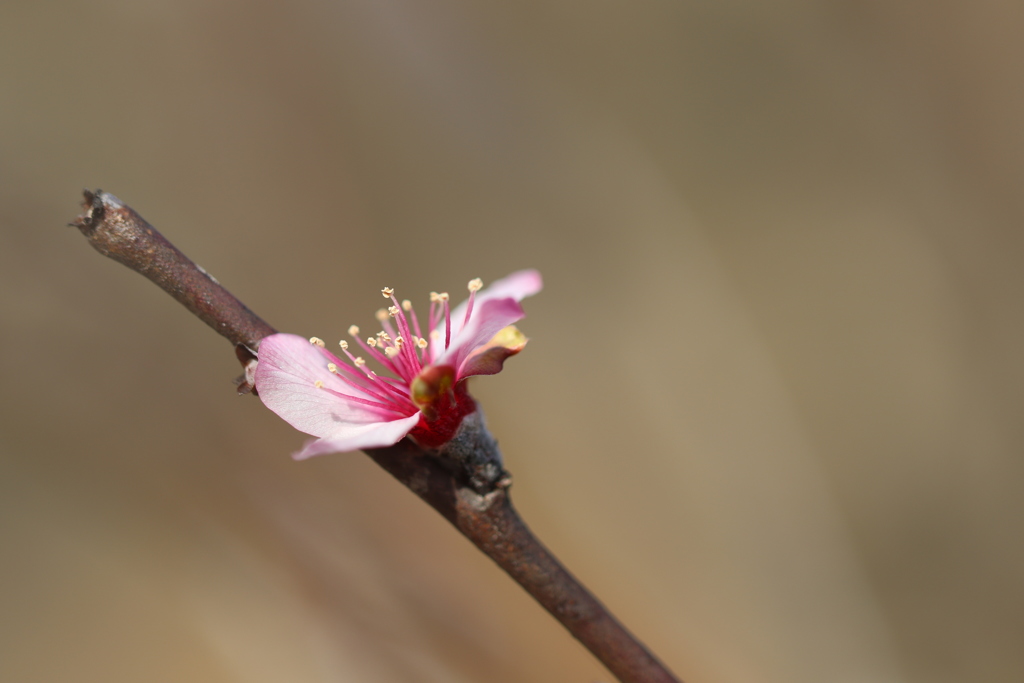 アーモンドの花