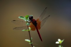 蜻蛉