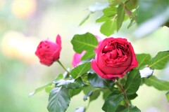 庭園のバラ