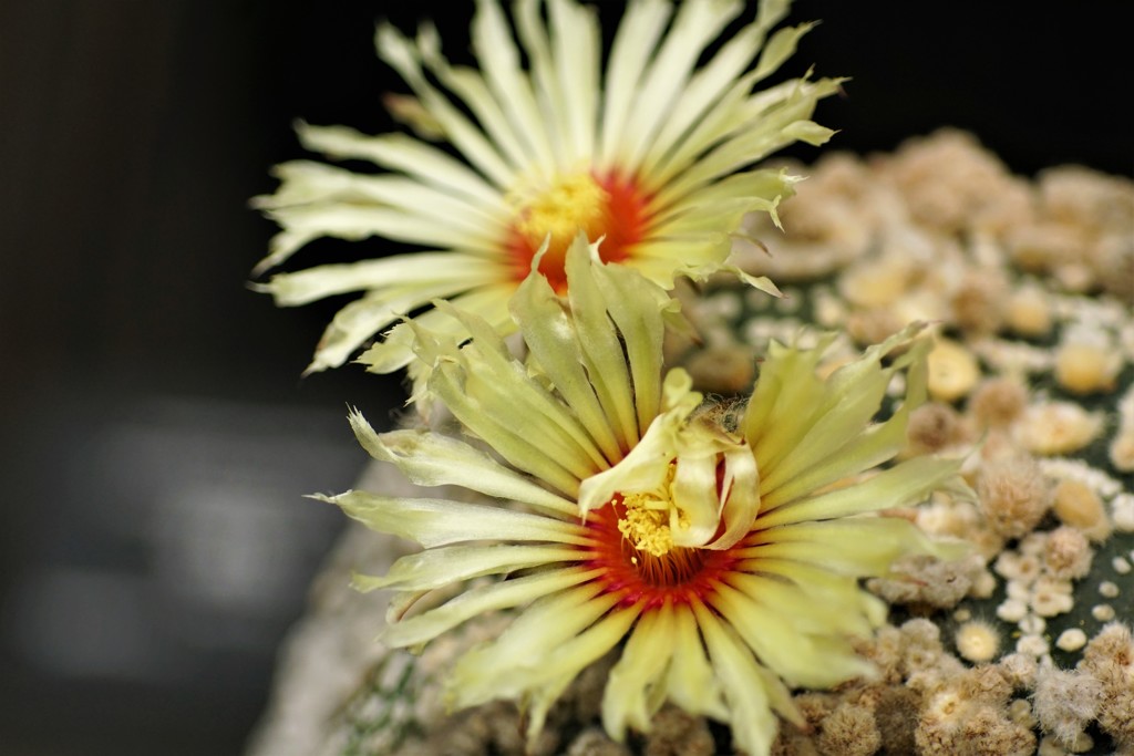 サボテンの花 Ⅵ