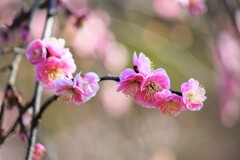 春だ梅の花だ