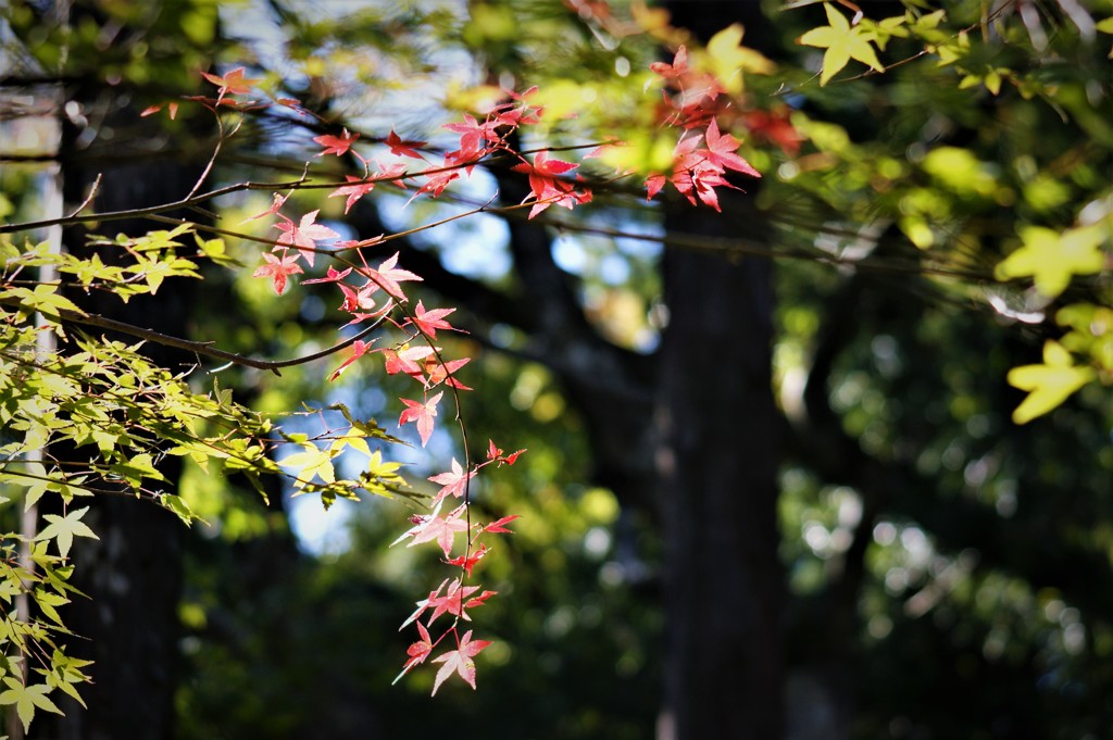 紅葉と緑葉