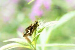 オオチャバネセセリ