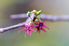 小さな花にも注目