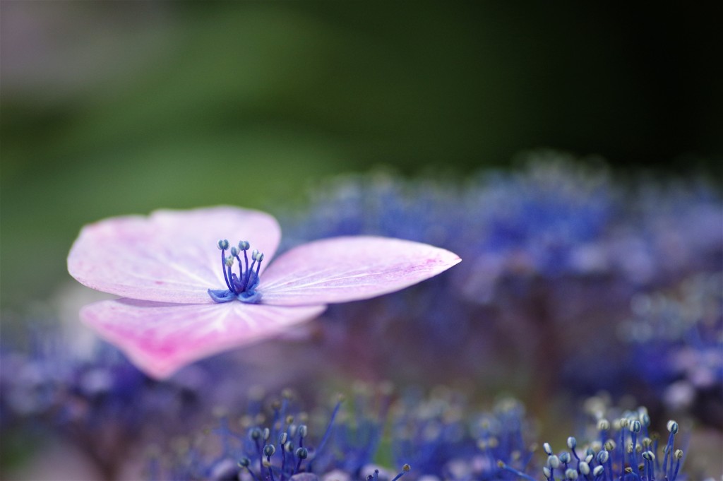 紫陽花の唄