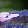 紫陽花の唄