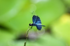 モネの池を飛び交うチョウトンボ