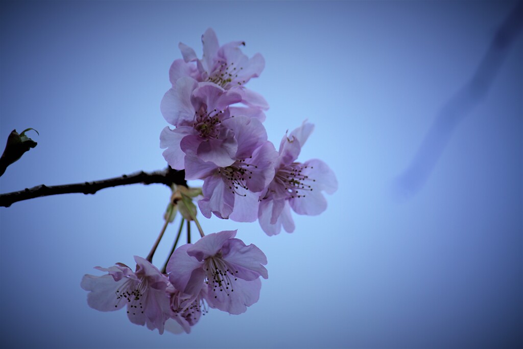 桜冷え