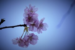 桜冷え