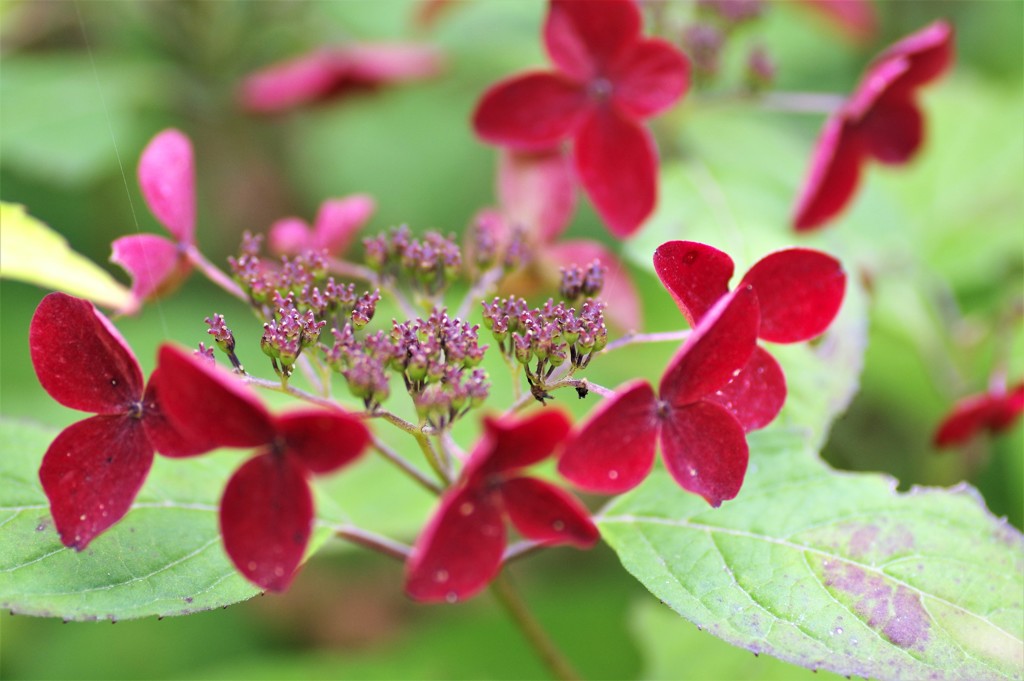 陽気な紫陽花