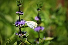 モンシロチョウと段菊