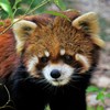 レッサーパンダ
