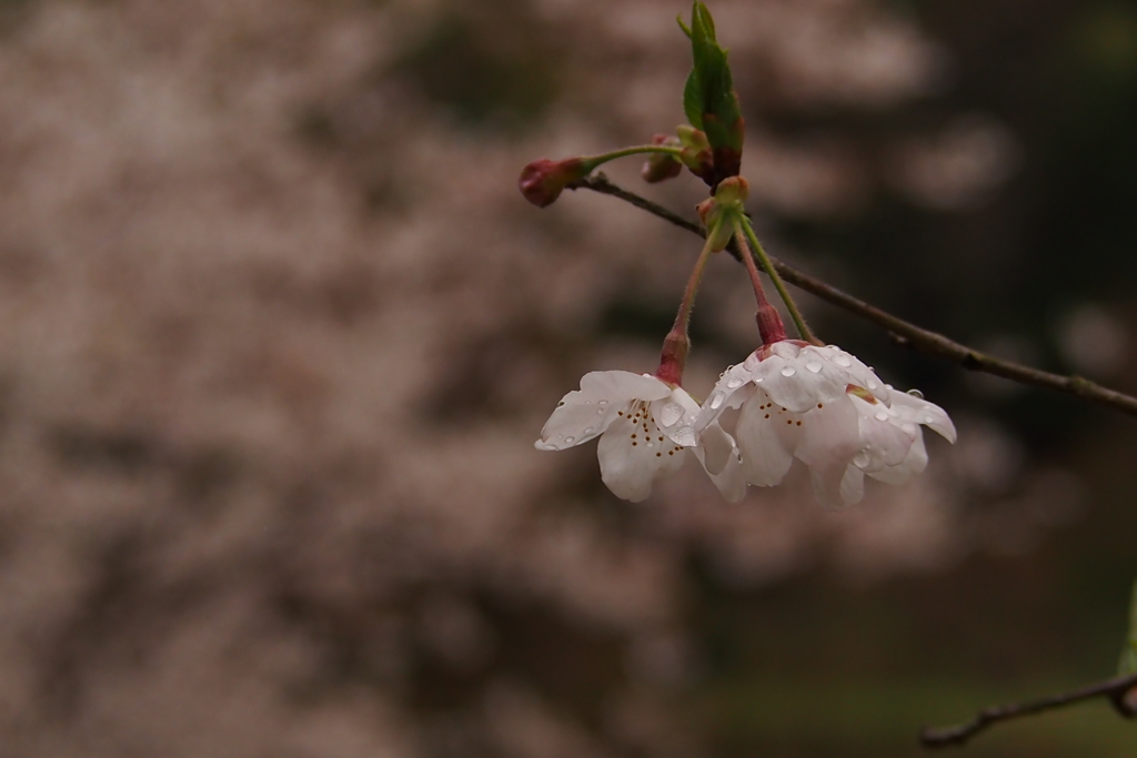 sakura 今年もありがとう 5